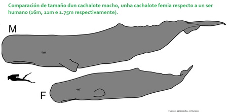 Os cachalote volven ás costas galegas por primeira vez dende 1980