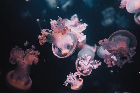Como as medusas comen plásticos do mar
