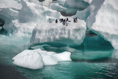 Os microplásticos xa se detectan de forma “bastante frecuente” nos pingüíns da Antártida