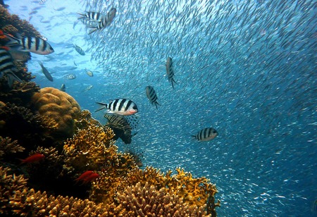 WWF alerta de que a contaminación por plástico afecta xa ao 88% das especies mariñas