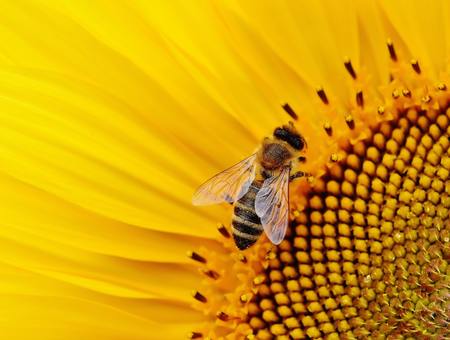 A importancia das abellas